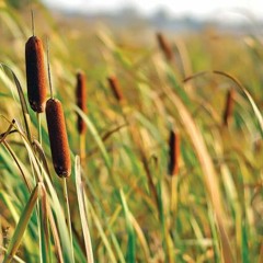 Brad Dassey - This Is What Loneliness Is