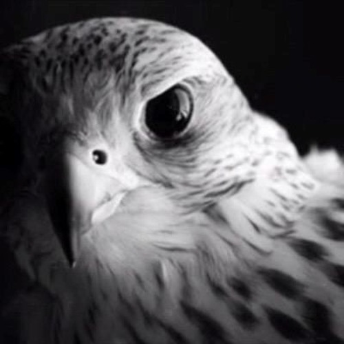 فرخً - ومرخيله - اسبوقه