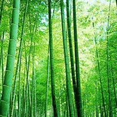 BGM（和風 メドレー）