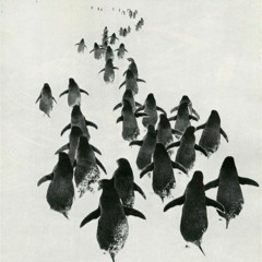 Harry Rahma And The Other Penguins