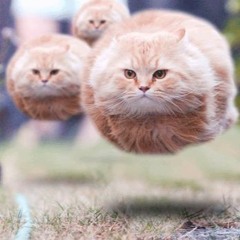 Flying Cats Era