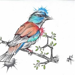 Colibri au soleil levant