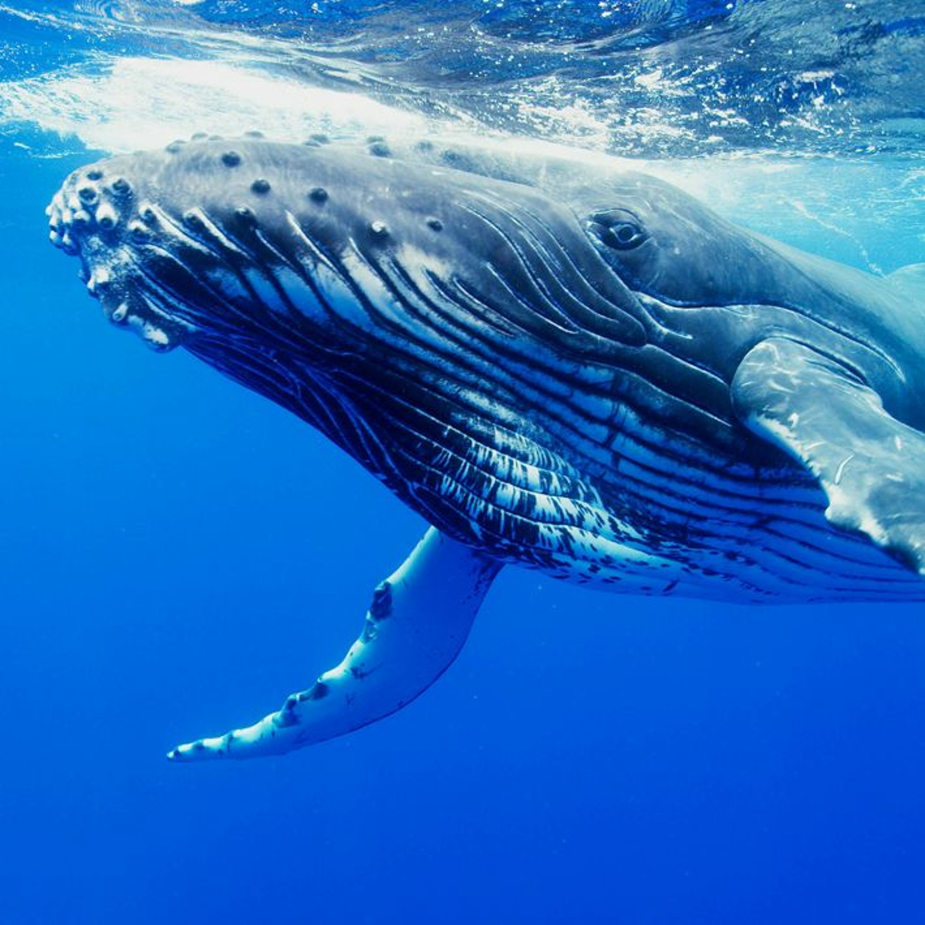 Groovin' Whale episode artwork