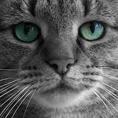 Joe Weller - Kitty (Music Video)