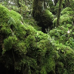 nature soundscape in Taipinshan, Taiwan