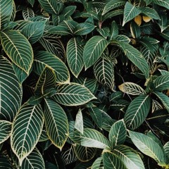 Corona And Lime - Shwayze Cover