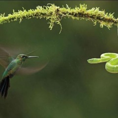 Juan Salvador: Hoy comí con el Abuelo (cover by Manuel Cervantes)