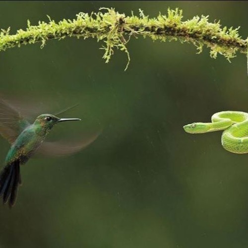 Juan Salvador: Hoy comí con el Abuelo (cover by Manuel Cervantes)