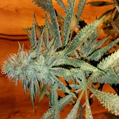 Fire flow double j's