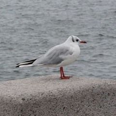 °// Ulubione (fields)