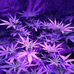 KUSH KOMA (prod. by Cecil)