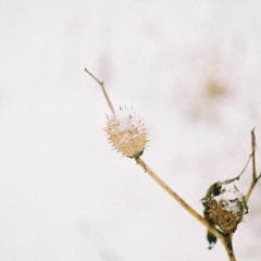 An Abundance of Thorns