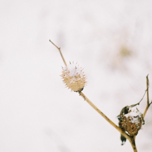 An Abundance of Thorns