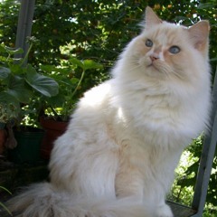 Rebarbative Ragamuffin Track