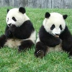 Panda Freestyle F. Marri Don--1LINK