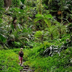 Walking In The Jungle