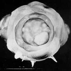 Dziurawy leb - na czysto