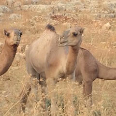 برومو - هواها حرية 2