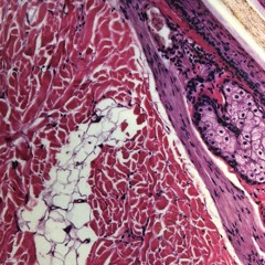 Qu'est-ce que l'histologie ?