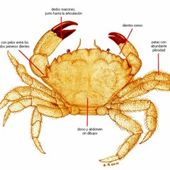 4:33 #2 - LA JAIBA DEL PACIFICO