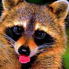 The Beatles - Rocky Raccoon (Andy B - Mix)