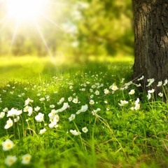 Echo(es) Of Spring