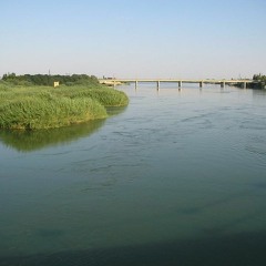 موليا فراتية