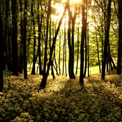 Into The Woods