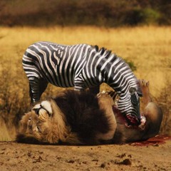 Zebruh- Big E.A. 2016