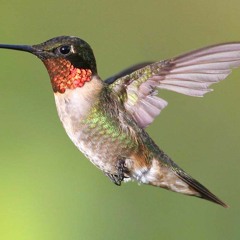 Hummingbirds