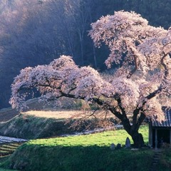 Tranquil
