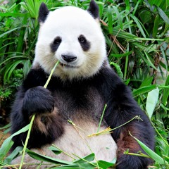 Panda Panda (Freestyle)