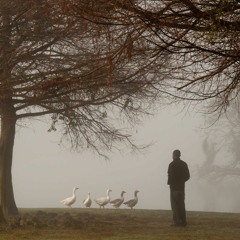 Estudo N 1  - Saudade