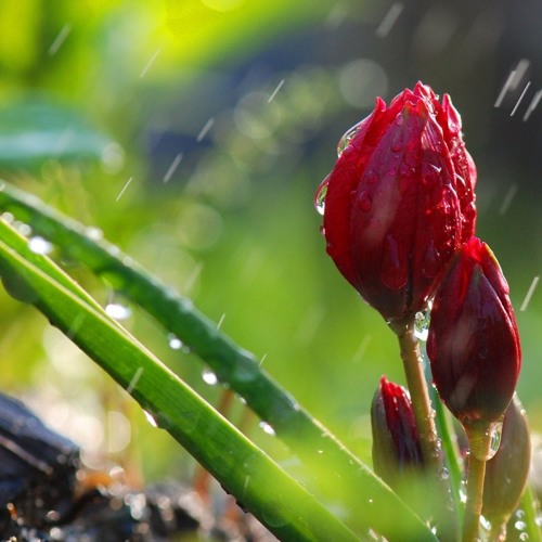 Martian - Forgive Me