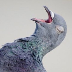 Dear pigeon (prod. Rascal)