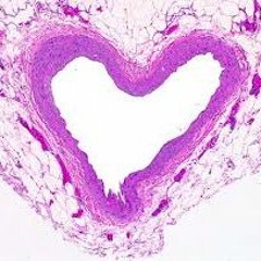 Cardio Path I (Love Song for the Heart)