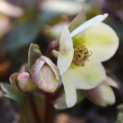 Octet In E Minor For Strings And Woodwinds