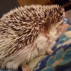 Quick Hedgehog Solo