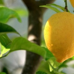 Truvio Sol - Lemon Haze