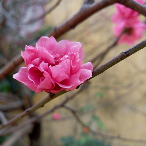 Tại Vắng Anh - Nguyên Thảo
