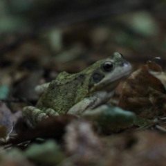 Jah Giddeon - How 2 get free