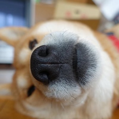 ジャケット画像