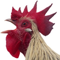 Cock a doodle
