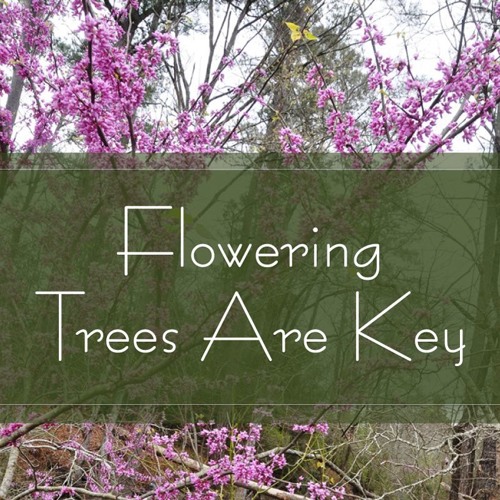 Stream Flowering Trees Are Key by Trees Are Key Listen online for