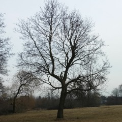 Transmute the Season