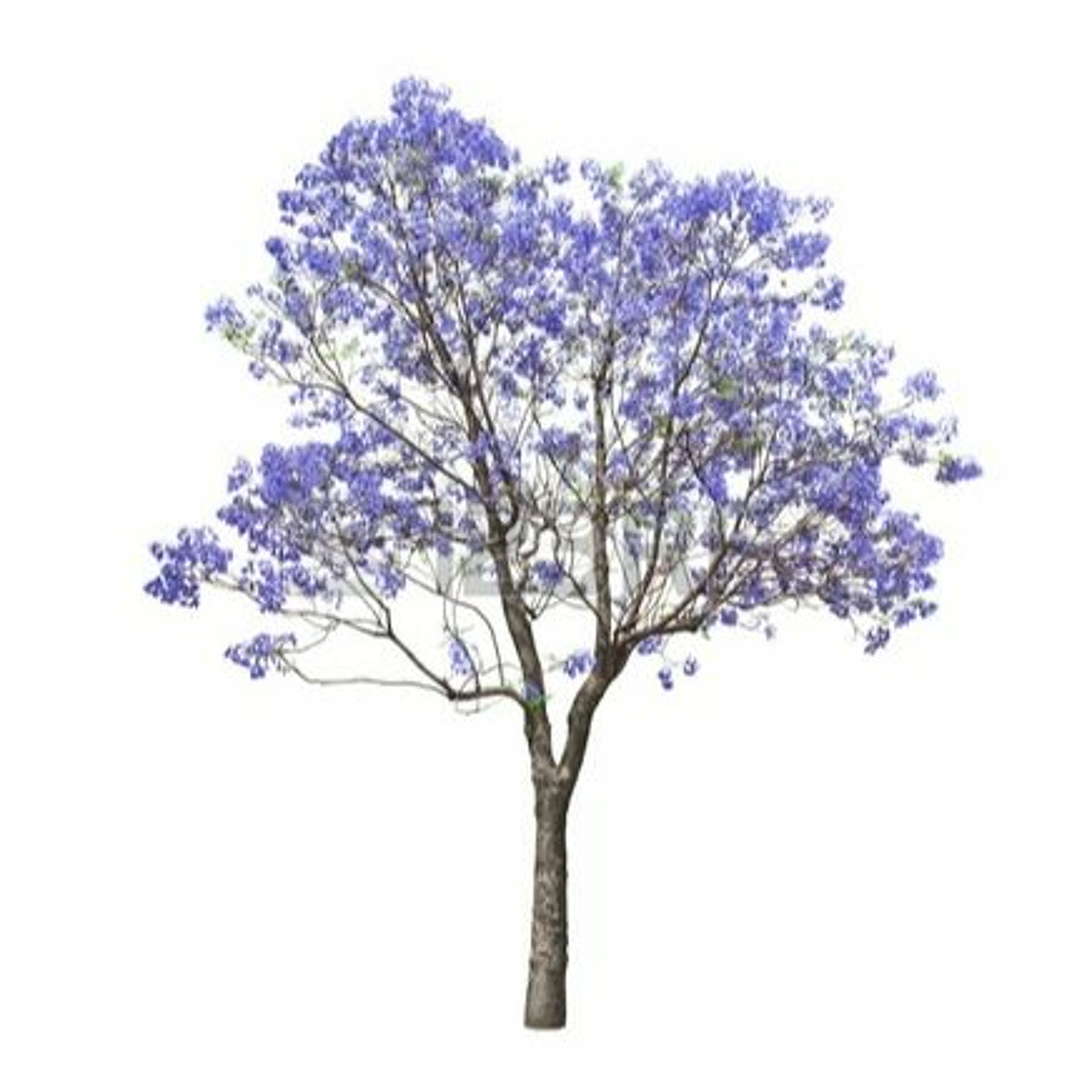 Jacaranda episode artwork