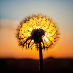 Tears Of The Sun (Original Mix)