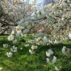 Chet Baker- I Fall In Love To Easily (Acoustic Cover)