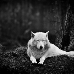 Zoologic - Lobo Blanco / White Wolf