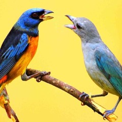 With the Birds at With the birds